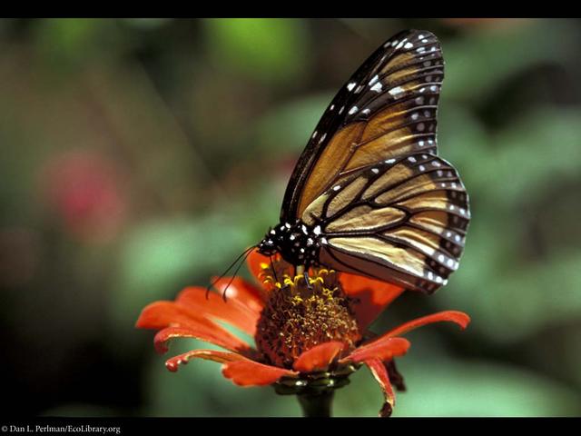 Butterfly Bright Coloration 21