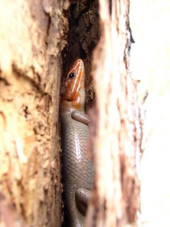 Plestiodon laticeps, positioned between snag and bark