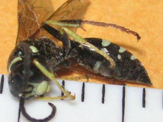 Gorytes albosignatus