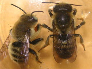 Megachile casadae