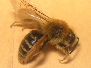 Andrena accepta