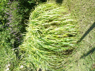 Cymbopogon nardus, Citronella Grass