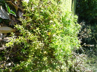 Eryngium foetidum, Cilantro