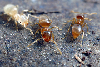 Brachymyrmex depilis, young and old workers