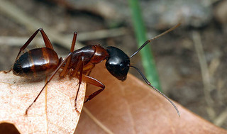 Camponotus americanus, worker