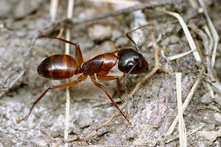 Camponotus americanus, worker