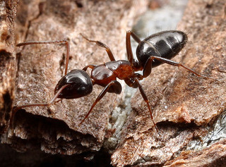 Camponotus essigi, worker