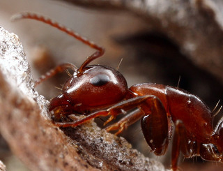 Camponotus essigi, worker, head