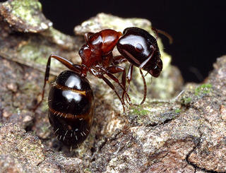 Camponotus hyatti, major worker, body