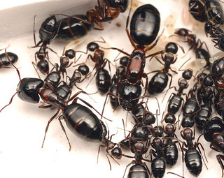 Camponotus hyatti, major worker, colony