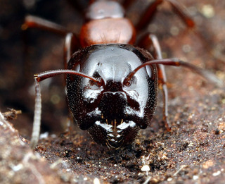 Camponotus hyatti, major worker, head