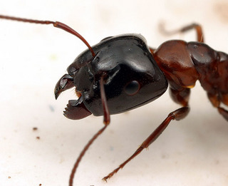 Camponotus hyatti, major worker, head