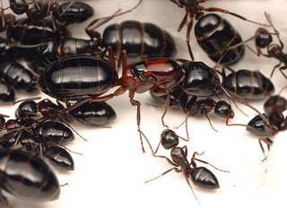 Camponotus hyatti, queen, colony