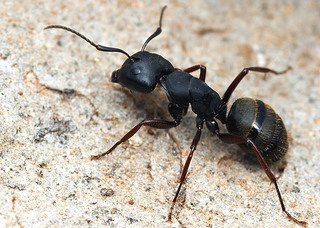 Camponotus modoc, worker