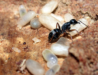Camponotus modoc, worker and larvae