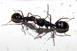 Camponotus modoc, workers