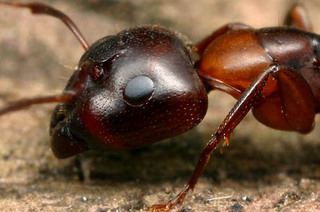 Camponotus nearcticus, major worker, head