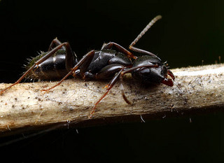 Camponotus nearcticus, minor worker