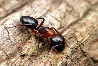 Camponotus nearcticus, worker, body
