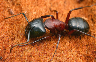 Camponotus noveboracensis, major worker