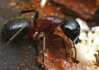 Camponotus noveboracensis, major worker