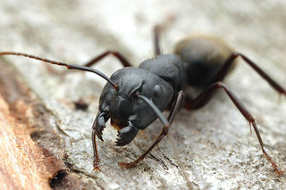 Camponotus pennsylvanicus, major worker