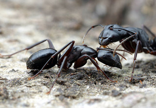 Camponotus quercicola, major worker