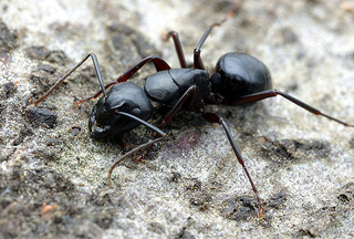 Camponotus quercicola, major worker