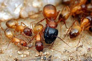 Camponotus sansabeanus, major minor worker