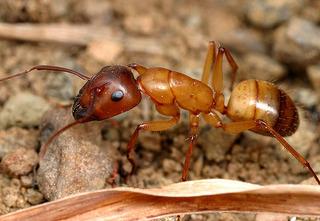 Camponotus semitestaceus, major worker