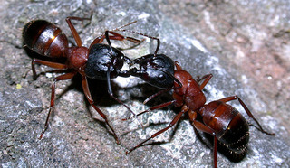 Camponotus vicinus, major worker