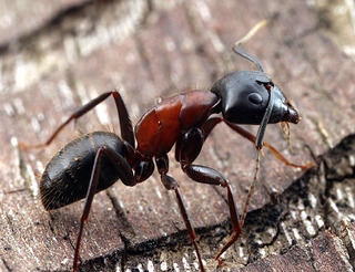 Camponotus vicinus, major worker, body