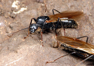 Camponotus vicinus, male