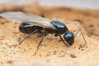 Camponotus vicinus, queen