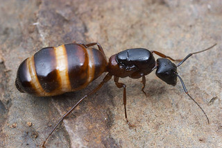 Camponotus vicinus, queen, body