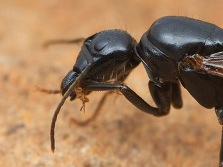 Camponotus vicinus, queen, head