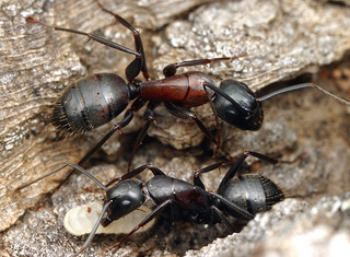 Camponotus vicinus, worker