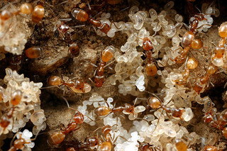 Forelius pruinosus, workers and larva
