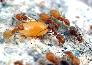 Forelius pruinosus, workers and queen larva