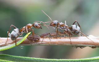 Formica aerata, workers tending aphids