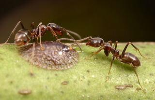 Linepithema humile, workers