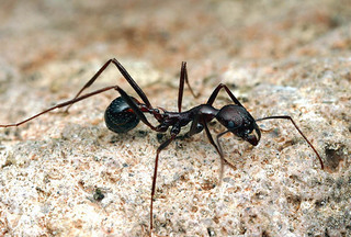 Aphaenogaster cockerelli, worker