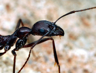 Aphaenogaster cockerelli, worker, head