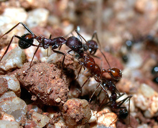 Aphaenogaster cockerelli, worker and a Pogonomyrmex ant