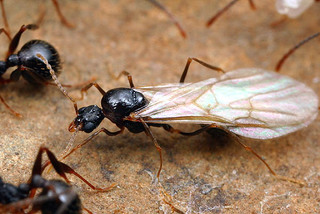Aphaenogaster picea, male