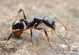 Aphaenogaster picea, worker