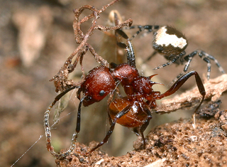 Aphaenogaster tennesseensis, worker