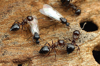 Crematogaster cerasi, workers and males