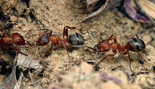 Formica aserva, workers