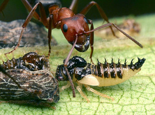 Formica exsectoides, worker, body